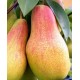 Саженец груши "Вродлива" Саженец груши "Вродлива"